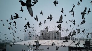 Las palomas se orientan gracias a una «brújula» en el hígado