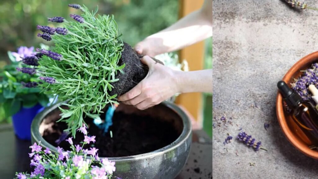 Lavanda: ¿en dónde colocar esta planta aromática para alejar las malas energías, según el Feng Shui?
