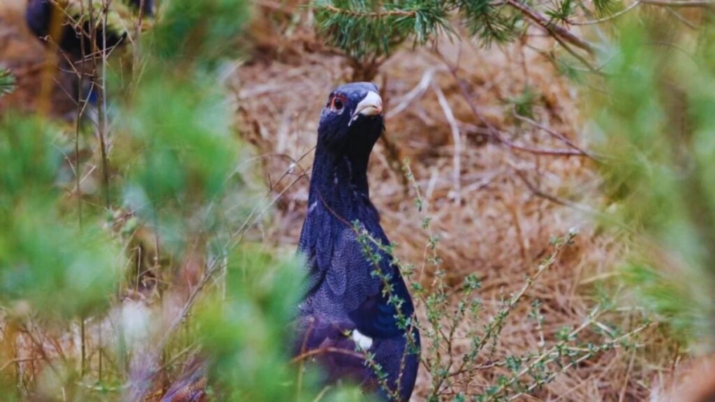 Liberaron 30 urogallos cantábricos para evitar su extinción y el bosque respondió con una lección durísima. Seis meses después, 29 habían sido devorados y solo quedaba viva una hembra