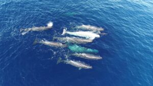 Los cachalotes del Mediterráneo evolucionan sus «dialectos»