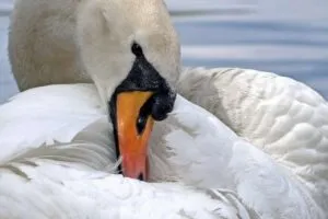 Los ojos de las aves tienen una «brújula cuántica»