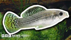 Molly amazónica, la especie de pez de los ríos de México que ha sobrevivido 100.000 años sin machos