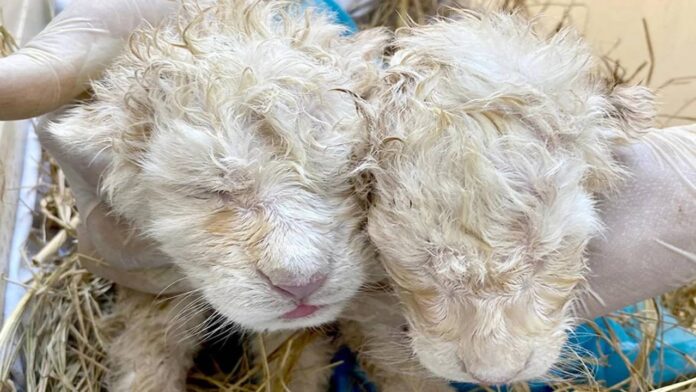 Nacen dos crías de leones blancos en el zoológico de Maracay