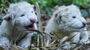 Nacen dos nuevos cachorros de león blanco en Maracay