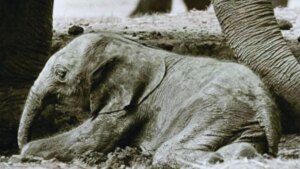 Nació en un zoológico británico y vivió apenas diez días, pero sigue siendo el elefante más raro jamás registrado. La historia de Motty demuestra que la naturaleza a veces cruza fronteras que parecían cerradas