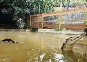 Paseo familiar terminó en pesadilla: un desconocido arrojó a un niño a los cocodrilos