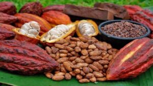 Productores advierten que Ley del Cacao no garantiza financiamiento