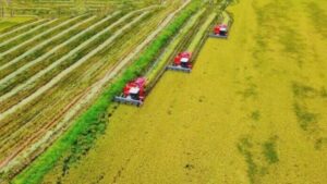Productores de Guárico exigen detener importación de arroz