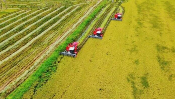 Productores de Guárico exigen detener importación de arroz