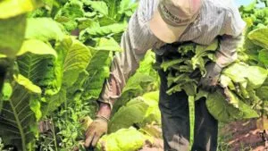 Productores y autoridades coordinan acciones contra el contrabando de agroquímicos en Trujillo