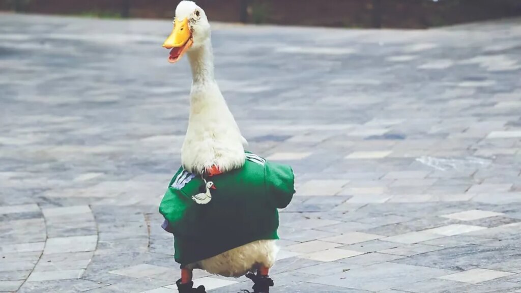 Quién es Merlín, el pato que se volvió la mascota no oficial de México en el Mundial 2026