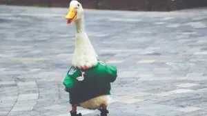 Quién es Merlín, el pato que se volvió la mascota no oficial de México en el Mundial 2026