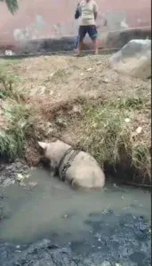 Rescatan a un cerdo atrapado en aguas servidas