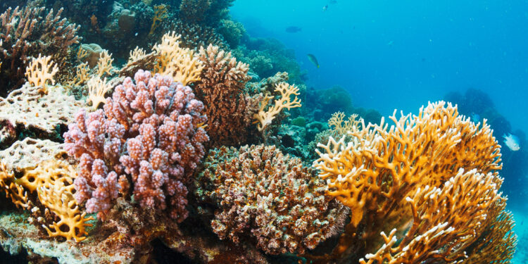 Se activa plan para frenar el avance de coral invasor que afecta al mar Caribe
