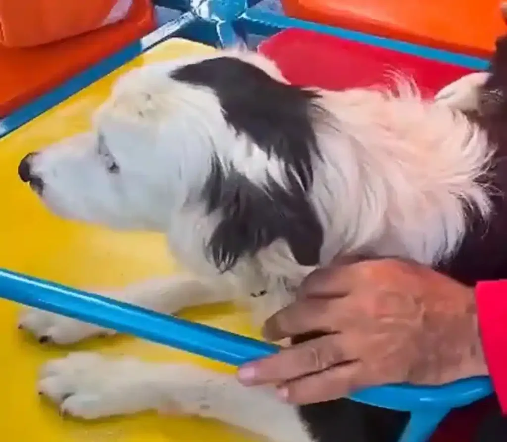 Tsunami: El perro rescatista que salvó a una docena de personas se encuentra bajo cuidados veterinarios