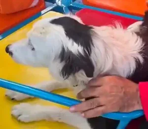 Tsunami: El perro rescatista que salvó a una docena de personas se encuentra bajo cuidados veterinarios