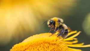 UNAM elabora trampas acústicas para atrapar moscas y abejas sin lastimarlas