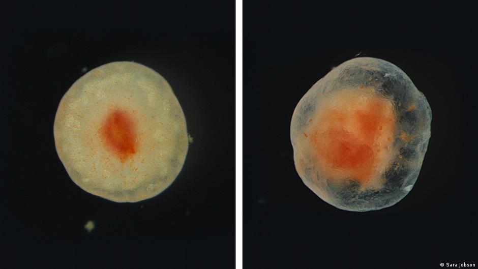Un extraño tejido que se niega a morir intriga a la ciencia