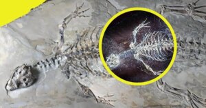Un fósil extraordinario de 125 millones de años revela por primera vez cómo era la piel de un antiguo cocodrilo que convivió con los dinosaurios