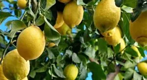 Un virus en limoneros de Murcia y Alicante amenaza con tener que arrancar miles de ellos tras una campaña «histórica»