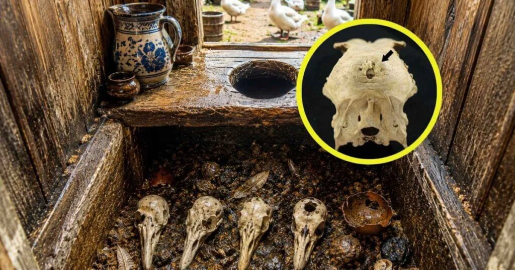 Una letrina del siglo XVII destapa el secreto más incómodo de la nobleza: criaban gansos deformes por pura vanidad