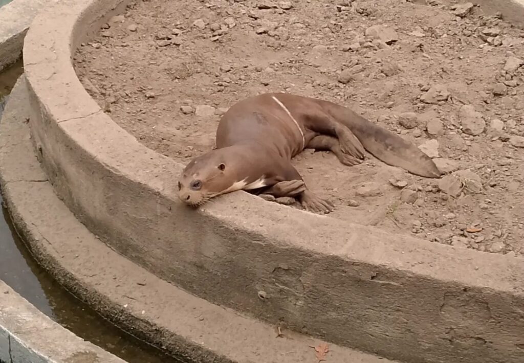 VIDEO: nutria en el Parque del Este volvió a preocupar a ecologistas y amantes de la naturaleza