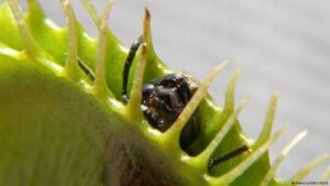 Venus atrapamoscas: así captura presas esta planta carnívora