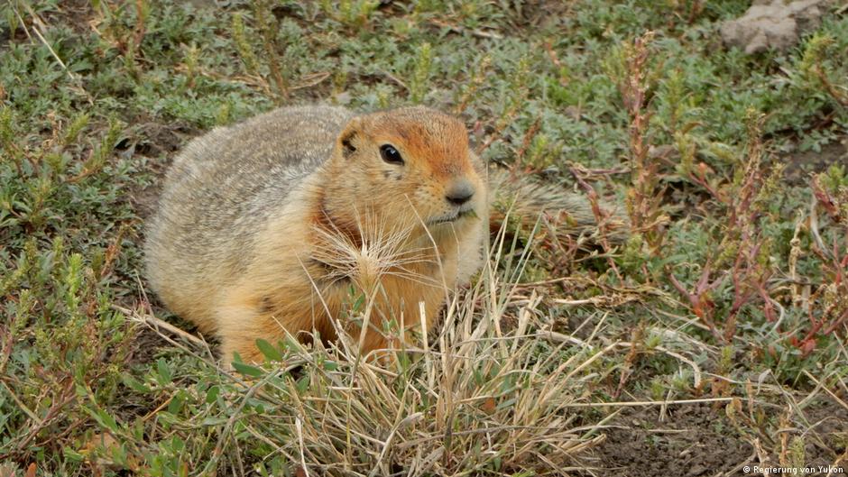 "Zombis del Pleistoceno": ardillas comían restos de mamut