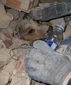 el emotivo rescate de un perro tras los sismos en Venezuela