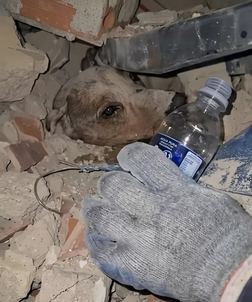 el emotivo rescate de un perro tras los sismos en Venezuela