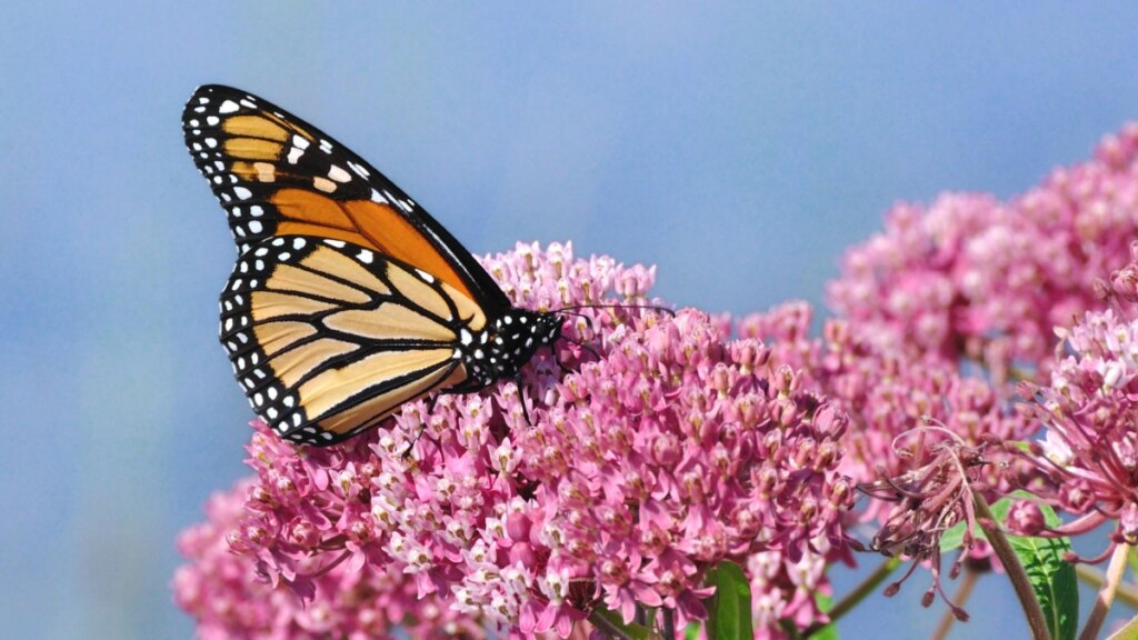 ¿Cómo atraer mariposas a su jardín casero en tres simples pasos? Plantas y flores perfectas para crear un oasis polinizador