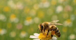 ¿Cuánto sabes sobre los misterios de abejas, virus y alimentación?