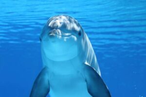 ¿Tienen conciencia los animales? | Noticias de la Ciencia y la Tecnología (Amazings® / NCYT®)