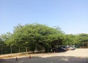 ​Se da el fenómeno del Veranillo de San Juan en Maracaibo