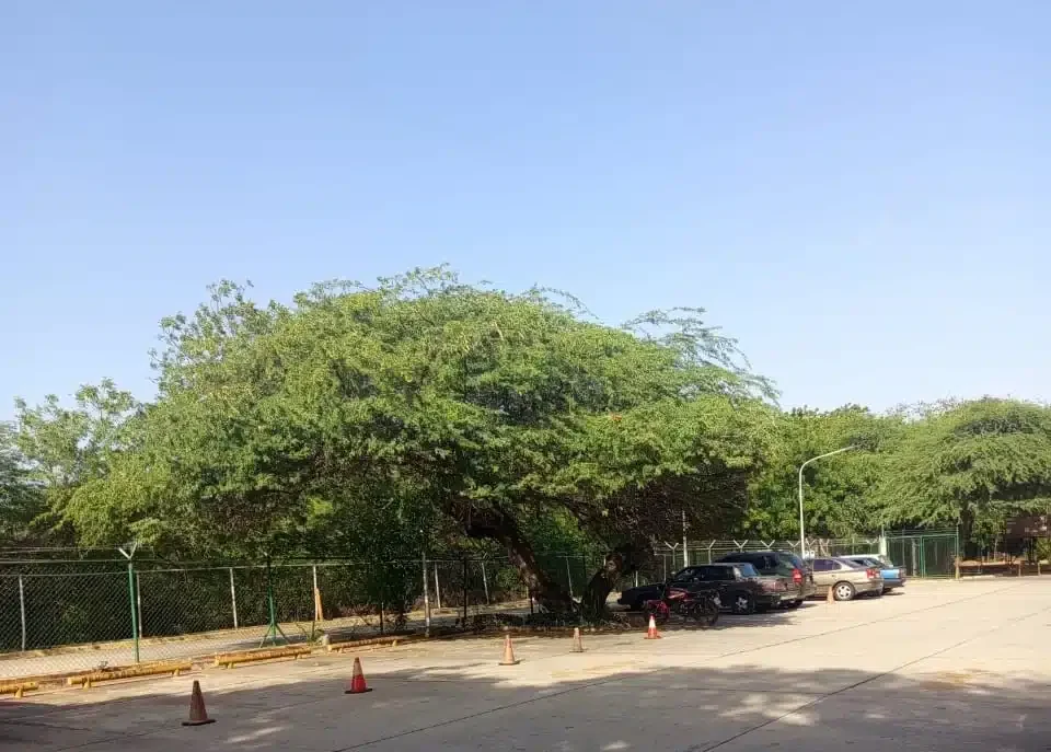 ​Se da el fenómeno del Veranillo de San Juan en Maracaibo