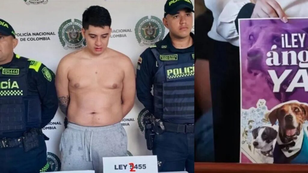 Aberrante caso de maltrato animal: hombre lanzó a la perrita de su novia desde un octavo piso en Dosquebradas, Risaralda, y le causó la muerte