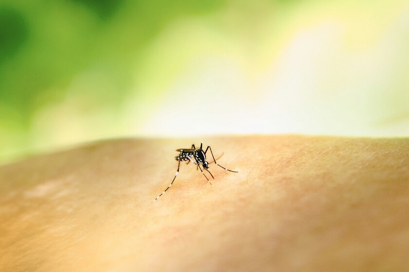 Adiós al mito de la «sangre dulce»: la ciencia ya sabe por qué los mosquitos te acribillan a ti y no al de al lado