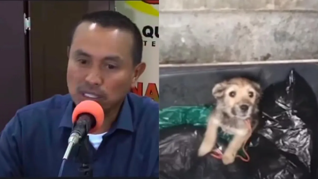 Alcalde en Risaralda propone multar a quienes den comida a perritos de la calle: 'Ni se le ocurra', responde senadora Andrea Padilla