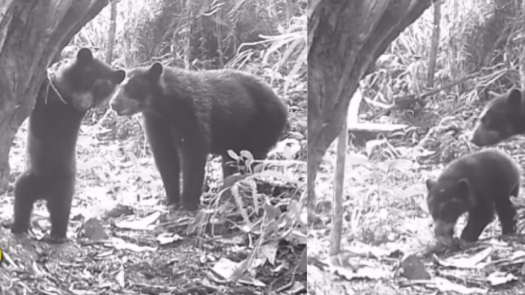 Cámaras trampa captan un hecho clave para la conservación: nacen osos andinos en dos áreas protegidas del Huila