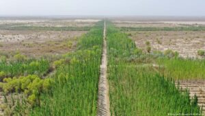 China sembró 66.000 millones de árboles, pero algo raro pasó