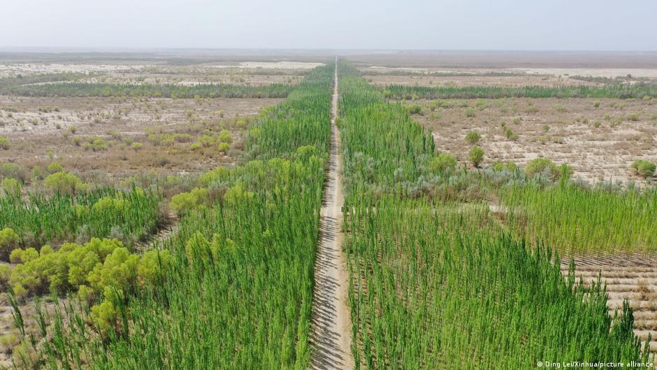 China sembró 66.000 millones de árboles, pero algo raro pasó