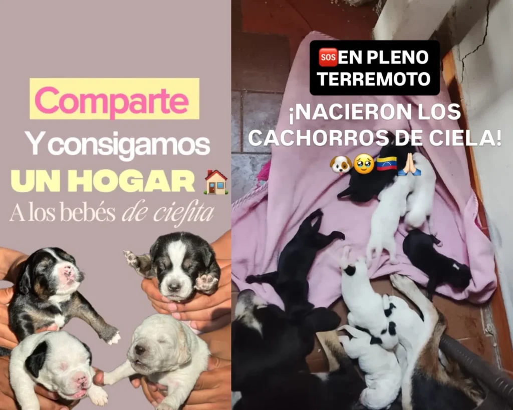 Ciela, la perrita que dio a luz en el terremoto de La Guaira