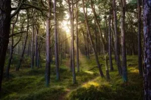 Cómo las raíces de los árboles procesan información y «hablan» bajo tierra