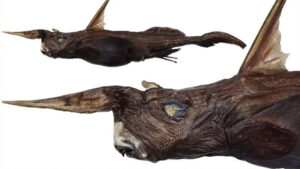 Descubren una nueva especie de ‘tiburón fantasma’ en este país latinoamericano