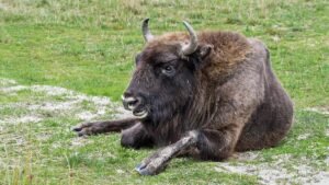 ESTADOS UNIDOS | Un bisonte lanza a un turista por los aires en el parque de Yellowstone | elperiodico.com