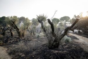 El Gobierno prevé más evacuaciones por los incendios de Madrid, Ávila y Toledo | europapress.es