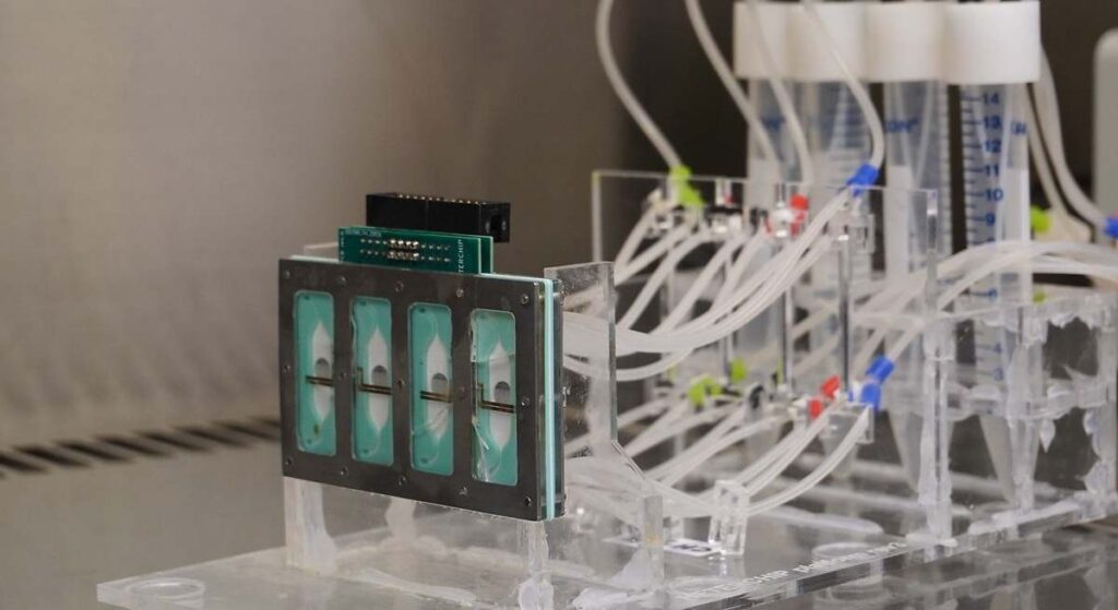 El dispositivo que puede revolucionar la investigación médica: así funciona el nuevo "corazón en un chip"
