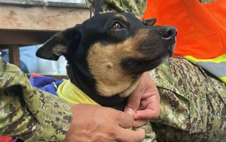 Fénix, la perrita venezolana rescatada que ahora salvará vidas con la Fuerza Armada de El Salvador