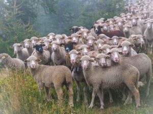 Grandes inventos de la humanidad: La domesticación de animales