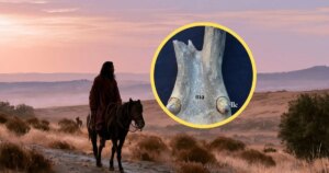 Huellas en un cráneo equino de 3.300 años prueban que los pueblos ibéricos ya montaban a caballo: científicos españoles lo confirman